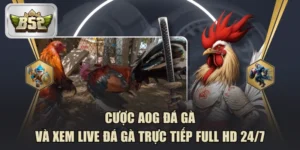 Cược AOG Đá Gà Và Xem Live Đá Gà Trực Tiếp Full HD 24/7