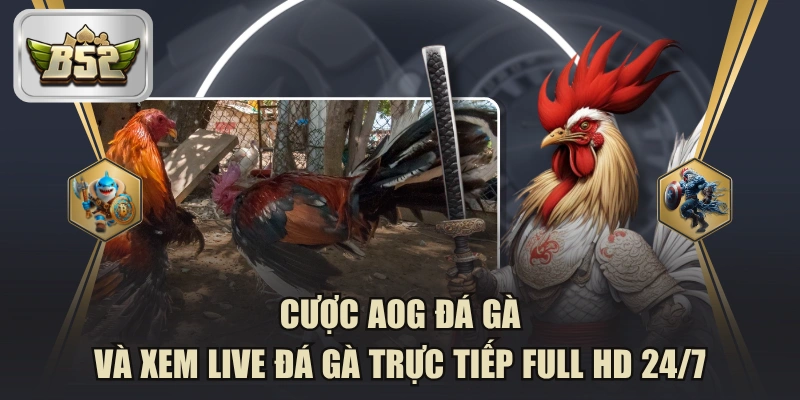Cược AOG Đá Gà Và Xem Live Đá Gà Trực Tiếp Full HD 24/7