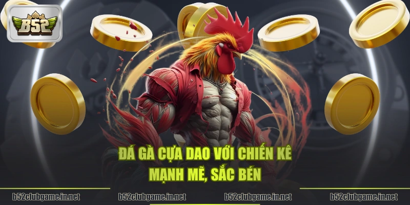 Đá gà cựa dao với chiến kê mạnh mẽ, sắc bén