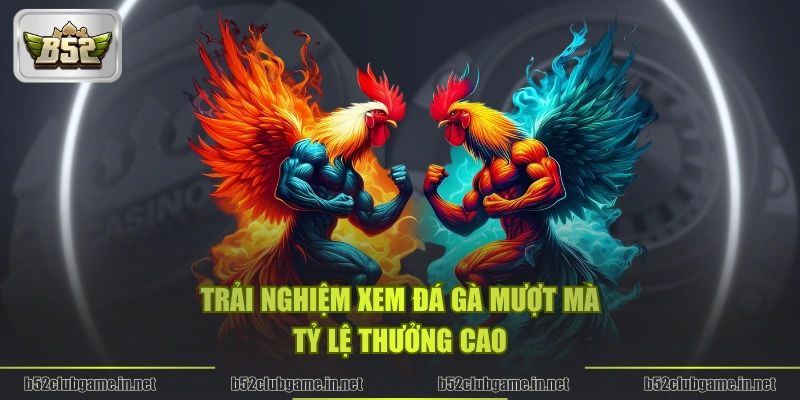 Trải nghiệm xem đá gà mượt mà, tỷ lệ thưởng cao